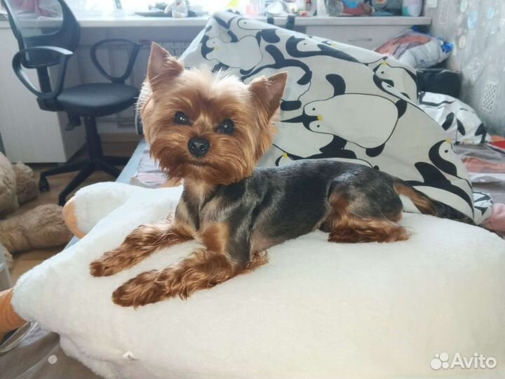 Йоркширский терьер вязка мальчик