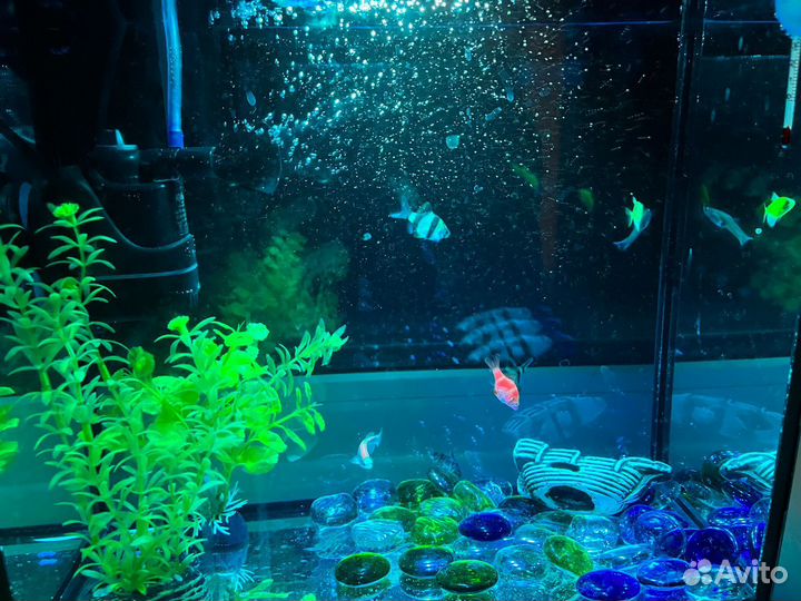 Аквариум