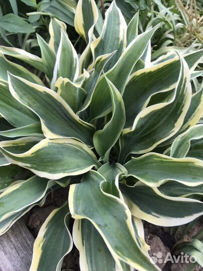 Очитки, хосты