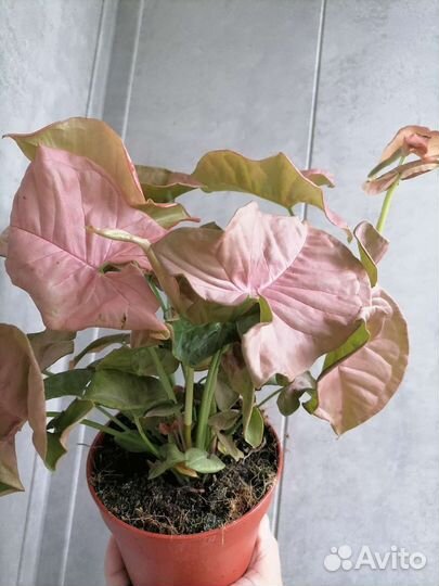 Сингониум неон пинк