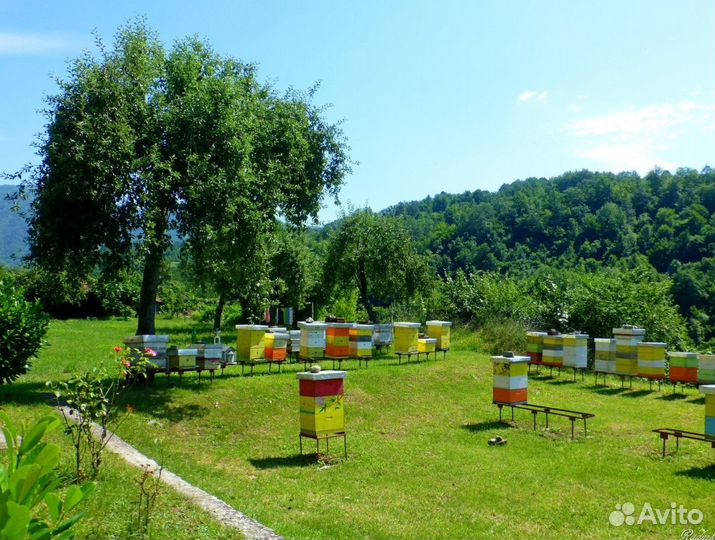 Мёд натуральный из Алтая опт