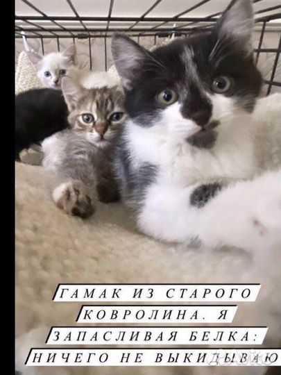 Котенок девочка