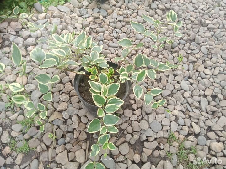 Барвинок пёстрый