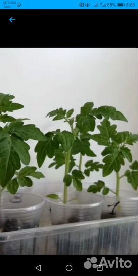 Рассада помидор и перца