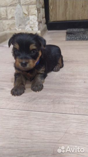 Йоркширский терьер щенки