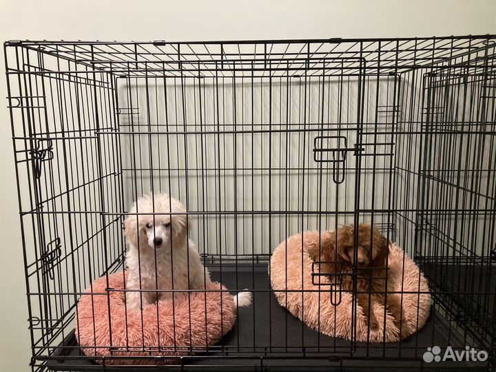 Передержка котов кошек собак зоогостиница зооняня