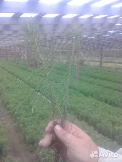 Сеянцы сосны