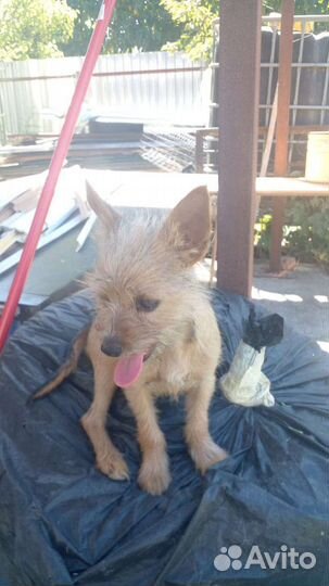 Йоркширский терьер мини