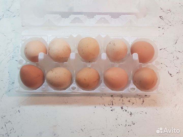 Яйцо цесарки инкубационное
