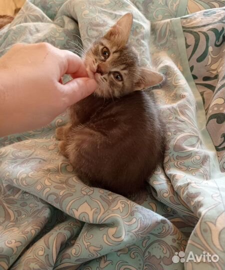 Кошечка в добрые ручки