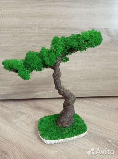 Дерево бонсай