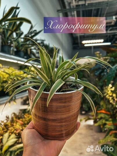 Поступление комнатные растения цветы