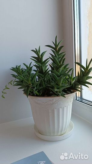 Хавортия извилистая