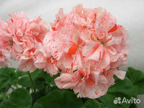 Пеларгония Orange Glitter