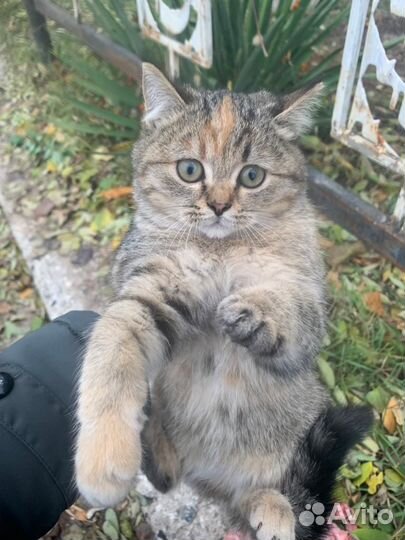 Кошечка и котик в добрые ручки