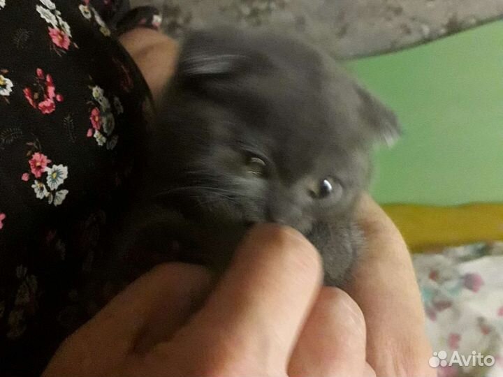 Шотландская вислоухая кошечка