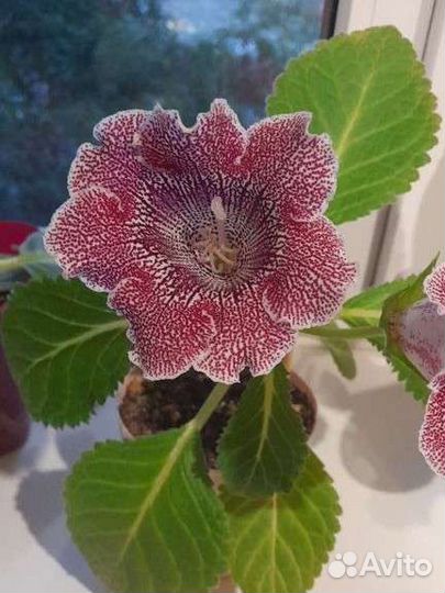 Глоксиния махровая лист на срез