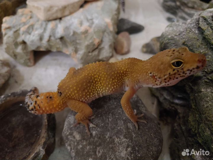 Эублефар самец и самка