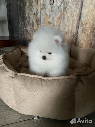 Щенки померанского шпица