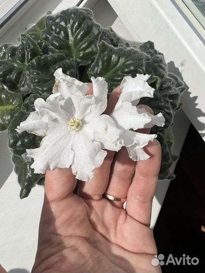 Фиалка листочки на укоренение