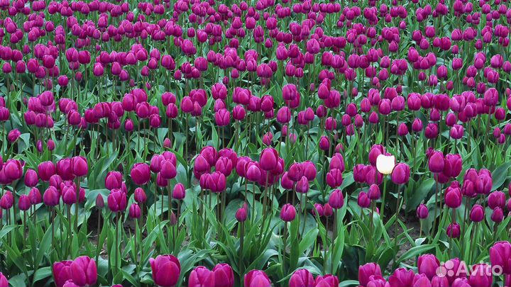 Тюльпаны оптом к 8 марта