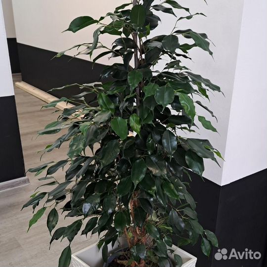 Комнатное растение Фикус