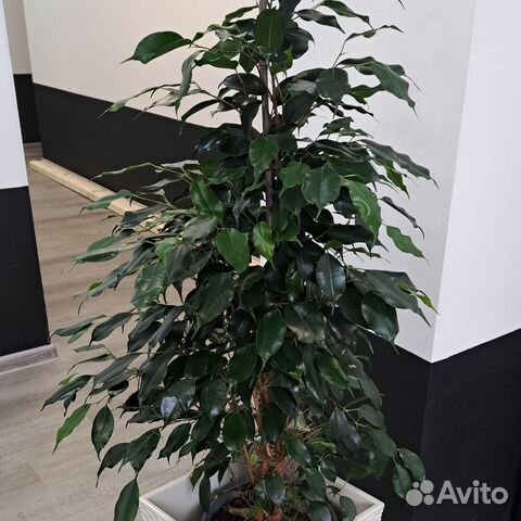 Комнатное растение Фикус