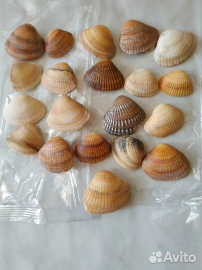 Наборы из ракушек для поделок, творчества
