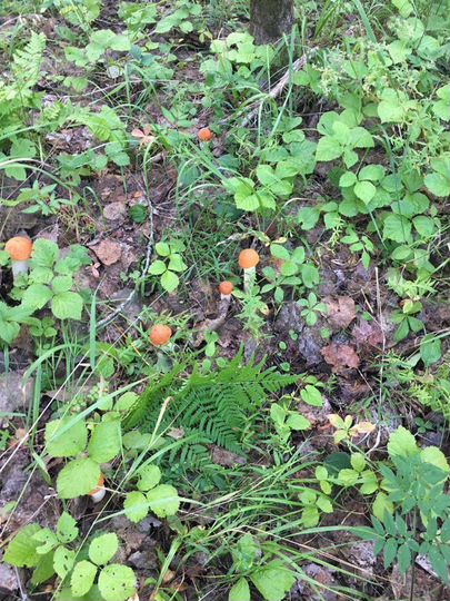 Участок 10,7 сот. (СНТ, ДНП)