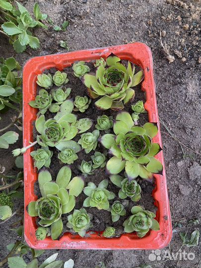 Каменная роза