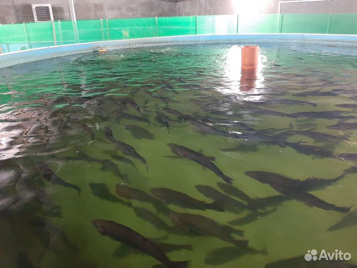 Живая рыба форель