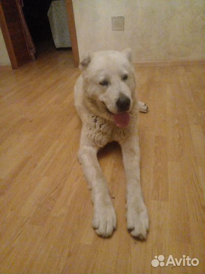 Среднеазиатская овчарка алабай щенки