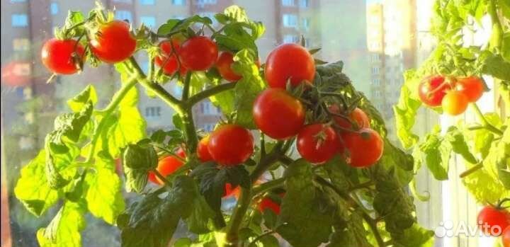 Черри разные сорта. Урожай на окошке