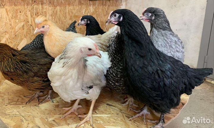 Куры несушки,курица,петухи