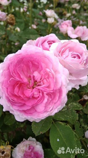 Декоративные кусты