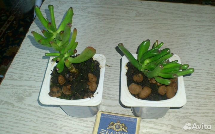 Крассула Хоббит, Хавортия, Крассула, Алоэ