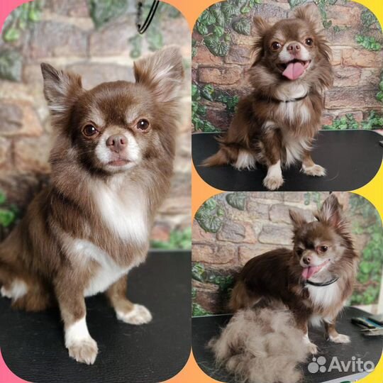 Стрижка собак мелких пород