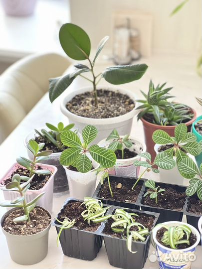 Комнатные растения (детки)
