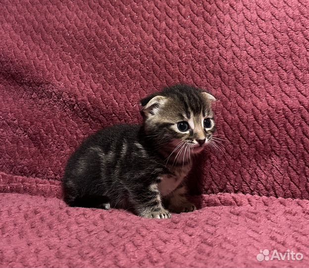 Котята манчкин