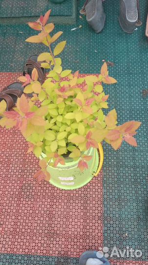 Спирея разных видов