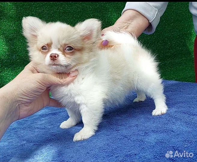 Кремовая длинношерстная чихуахуа
