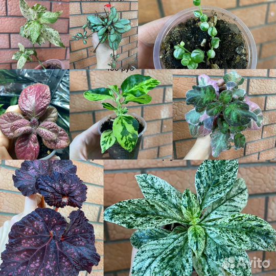 Комнатные цветы