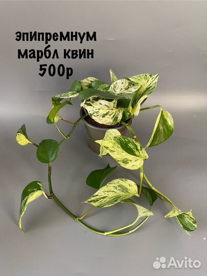 Эпипремнум марбл квин