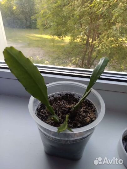 Комнатные растения, эпифиллум