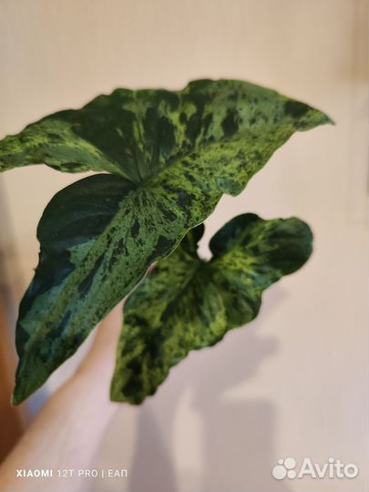 Сингониум моттлед