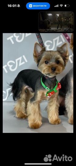 Йоркширский терьер мальчик