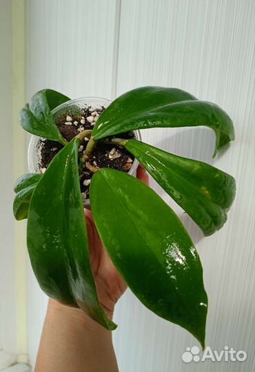 Хойя. Разные. 2