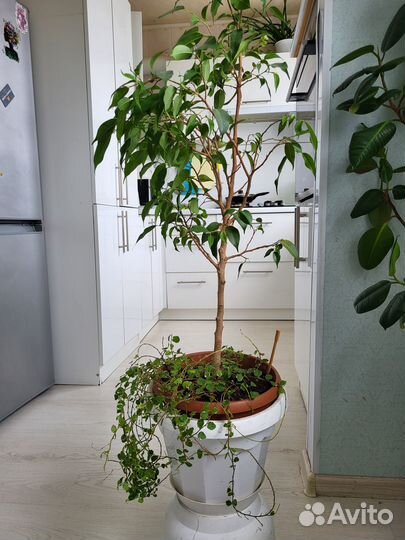 Фикус бенджамина и карликовый в одном горшке