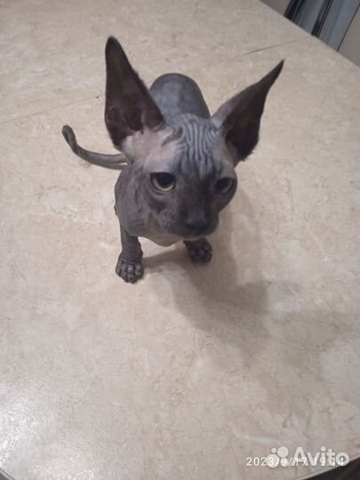 Канадский сфинкс