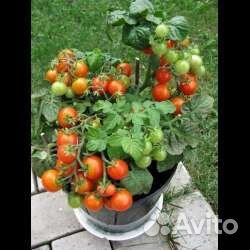Рассада помидор томатов для подоконника и балкона
